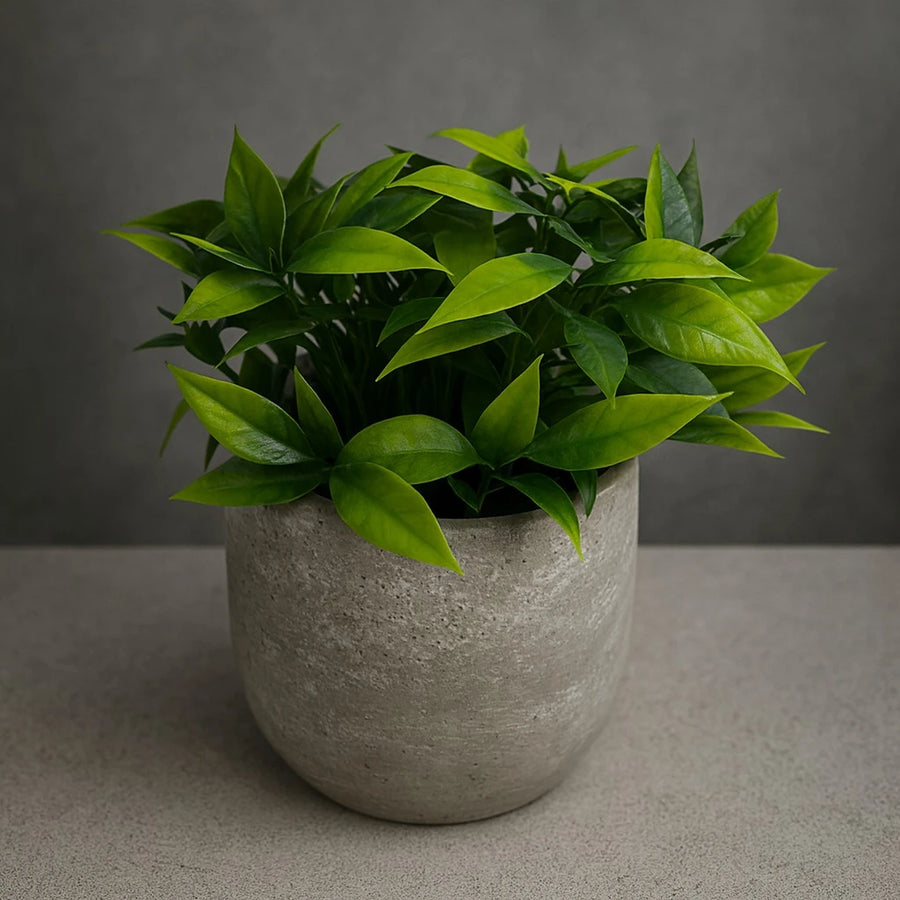 Artificial Ficus Leaf Plant in Concrete Pot – 20 cm