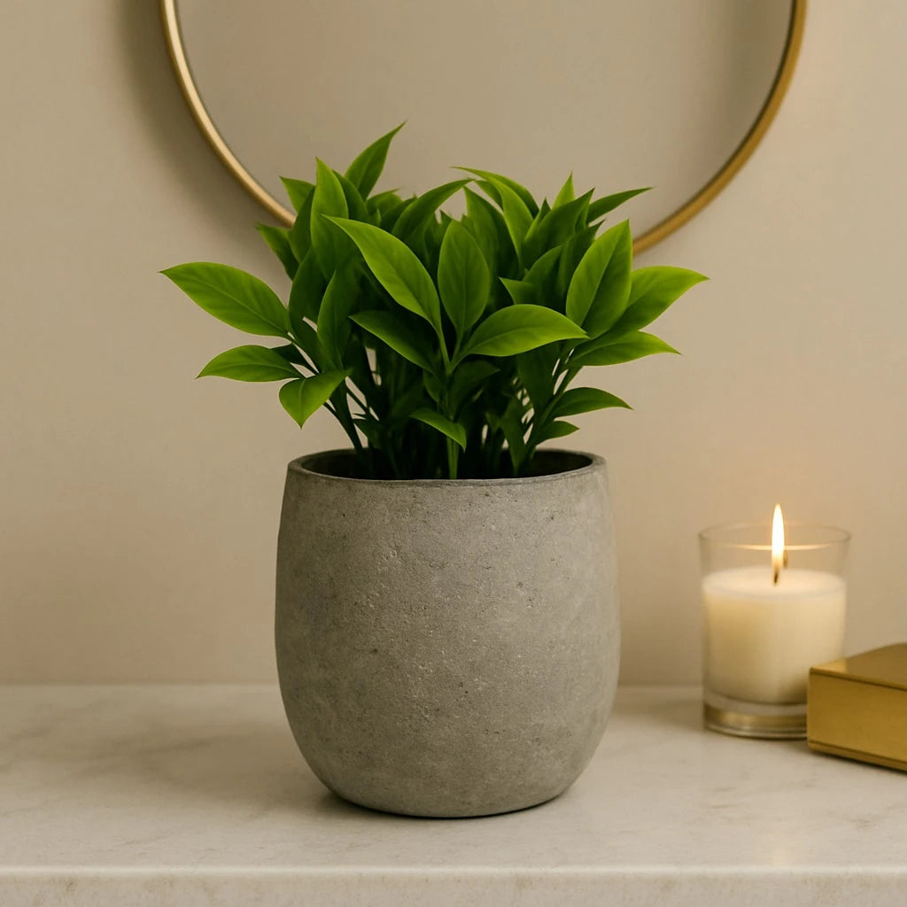 Artificial Ficus Leaf Plant in Concrete Pot – 20 cm