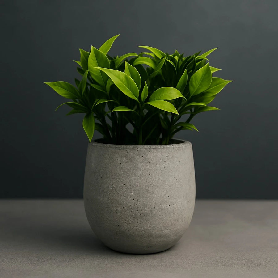 Artificial Ficus Leaf Plant in Concrete Pot – 20 cm