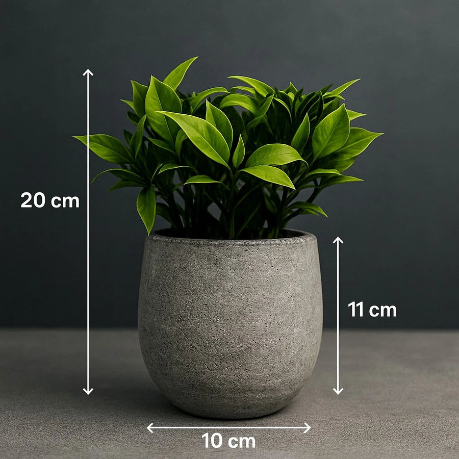 Artificial Ficus Leaf Plant in Concrete Pot – 20 cm